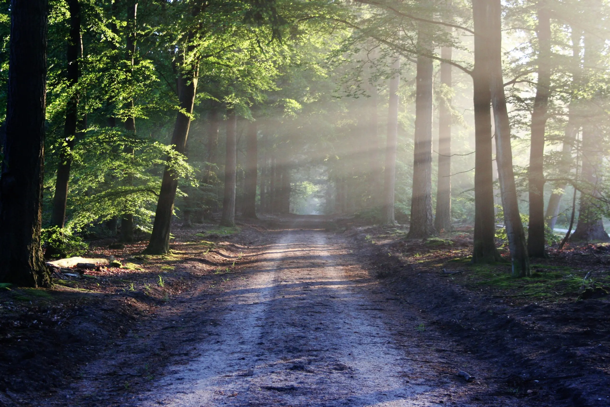forest-hd-wallpaper-landscape-35600-scaled