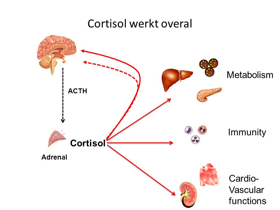 Adrenal. Cortisol. ACTH. Metabolism. Immunity. Cardio- Vascular. functions.