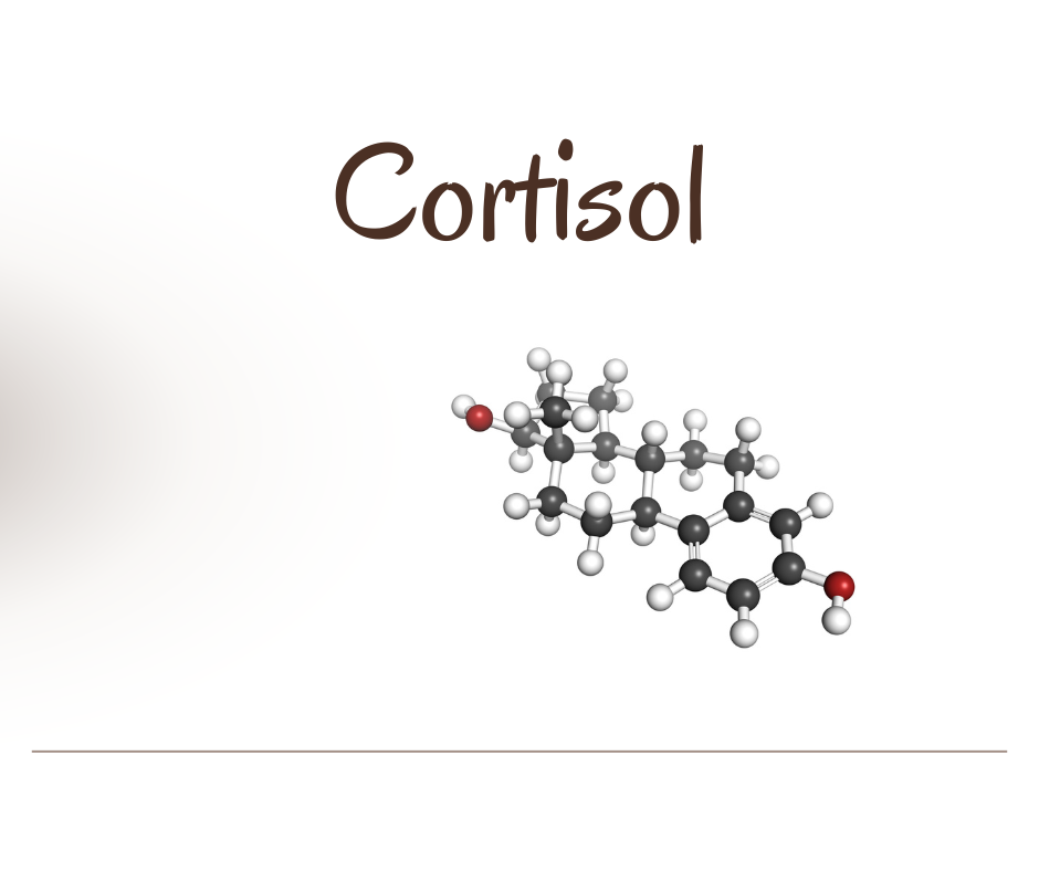 Cortisol, ons stresshormoon hoeft geen probleem te zijn. Als je cortisol wilt verlagen moet je niet alleen kritisch kijken naar je agenda maar vooral ook naar je voedingspatroon die heel vaak de oorzaak is van stressklachten.